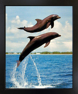 Bottlenose Dolphins Jumping Into The Ocean Sea Animal Black Framed Wall Decor Art Print Picture (18x22) Bottlenose Dolphins Jumping Into The Ocean Sea Animal Black Framed Wall Decor Art Print Picture (18x22)