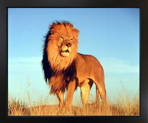 Impact Posters Gallery African Lion King Wild Animal Nature Black Framed Wall Decor Picture Art Print (18x22) Impact Posters Gallery African Lion King Wild Animal Nature Black Framed Wall Decor Picture Art Print (18x22)