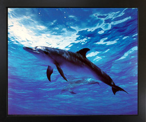 Bottlenose Dolphin Underwater Ocean Sealife Animal Black Framed Wall Decor Art Print Picture (18x22) Bottlenose Dolphin Underwater Ocean Sealife Animal Black Framed Wall Decor Art Print Picture (18x22)
