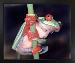 Red Eyed Tree Frog on Stem Wildlife Animal Wall Decor Black Framed Art Print Picture (18x22) Red Eyed Tree Frog on Stem Wildlife Animal Wall Decor Black Framed Art Print Picture (18x22)