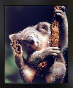 Cute Koala Bear Holding a Tree Wildlife Animal Black Framed Wall Decor Art Print Picture (18x22) Cute Koala Bear Holding a Tree Wildlife Animal Black Framed Wall Decor Art Print Picture (18x22)