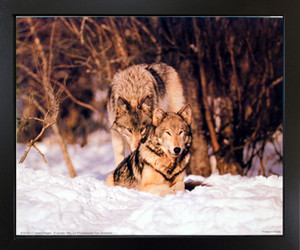 Wolf Pair in Snow Wildlife Animal Nature Wall Decor Picture Black Framed Art Print Poster (18x22) Wolf Pair in Snow Wildlife Animal Nature Wall Decor Picture Black Framed Art Print Poster (18x22)