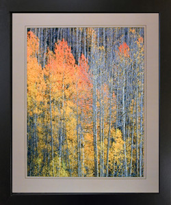 Landscape Black Framed Wall Living Room Decor Forest Aspen Tree in The Fall Willard Clay Nature Picture Art Print (18x22)