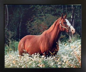 Caspian Horse in Daisy Field Wildlife Animal Wall Black Framed Picture Art Print(18x22) Caspian Horse in Daisy Field Wildlife Animal Wall Black Framed Picture Art Print(18x22)