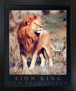 African Jungle Lion King Big Cat Animal Wildlife Black Framed Wall Decor Art Print Picture(18x22) African Jungle Lion King Big Cat Animal Wildlife Black Framed Wall Decor Art Print Picture(18x22)