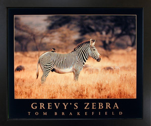 Black Framed Wall Decoration Picture Wildlife Grevy's Zebra Safari Animal Art Print (18x22)