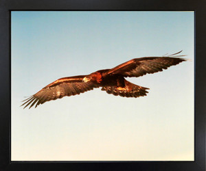 America Golden Eagle Animal Black Framed Wall Decor Art Print Picture (18x22) America Golden Eagle Animal Black Framed Wall Decor Art Print Picture (18x22)