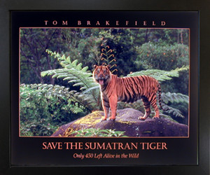 Smatran Tiger Roaring Wildlife Animal Black Framed Wall Decor Art Print Picture (18x22) Smatran Tiger Roaring Wildlife Animal Black Framed Wall Decor Art Print Picture (18x22)