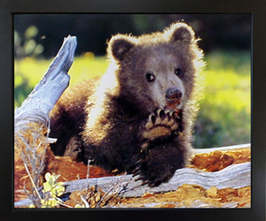 Grizzly Bear Cub Cute Animal Wildlife Black Framed Wall Decor Art Print Picture (18x22) Grizzly Bear Cub Cute Animal Wildlife Black Framed Wall Decor Art Print Picture (18x22)