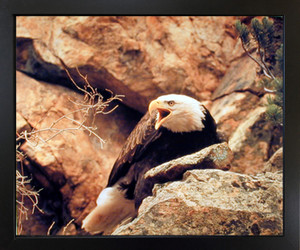 Bald Eagle Wild Bird Animal Wall Decor Black Framed Art Print Picture (18x22) Bald Eagle Wild Bird Animal Wall Decor Black Framed Art Print Picture (18x22)