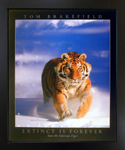 Siberian Tiger in Snow Wildlife Animal Black Framed Wall Decor Art Print (18x22)