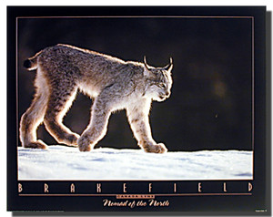 Lynx Poster
