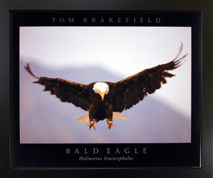 Bald Eagle Brakefield Nature Animal Wall Decor Black Framed Art Print Picture (18x22) Bald Eagle Brakefield Nature Animal Wall Decor Black Framed Art Print Picture (18x22)