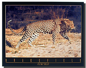 Snarling Leopard Poster