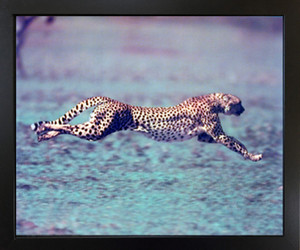 Running Cheetah Spotted Wind Wildlife Animal Black Framed Wall Decor Art Print Picture(18x22) Running Cheetah Spotted Wind Wildlife Animal Black Framed Wall Decor Art Print Picture(18x22)