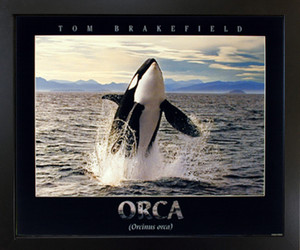 Framed Wall Decoration Breaching Orca Whale Ocean Animal Nature Black Picture Art Print (18x22) Framed Wall Decoration Breaching Orca Whale Ocean Animal Nature Black Picture Art Print (18x22)