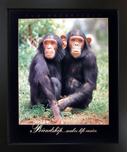 Impact Posters Gallery Cute Funny Chimpanzee Friendship Wild Animal Black Picture Art Print Framed Wall Decor Impact Posters Gallery Cute Funny Chimpanzee Friendship Wild Animal Black Picture Art Print Framed Wall Decor