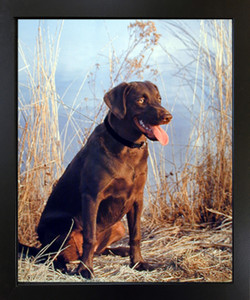 Chocolate Labrador Dog Cute Pet Animal Wall Decor Black Framed Art Print Picture (18x22) Chocolate Labrador Dog Cute Pet Animal Wall Decor Black Framed Art Print Picture (18x22)