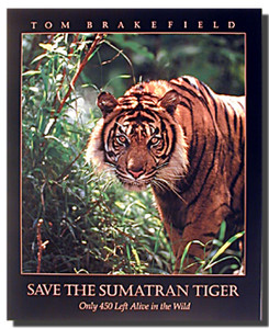Sumatran Tiger Poster