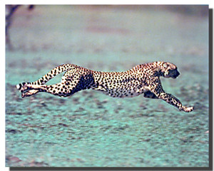 Cheetah Poster
