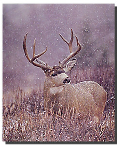 Mule Deer Poster