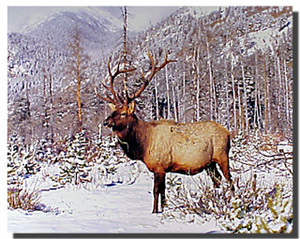 Rocky Mountain Elk Poster