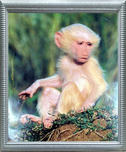 Albino Olive Baboon Baby Monkey Wildlife Animal Wall Decor Silver Framed Art Print Picture Albino Olive Baboon Baby Monkey Wildlife Animal Wall Decor Silver Framed Art Print Picture