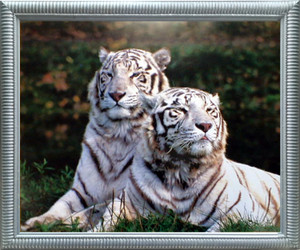 Tiger Framed Art Print Wall Decoration Wild White Bengal Wildlife Animal Silver Picture Tiger Framed Art Print Wall Decoration Wild White Bengal Wildlife Animal Silver Picture