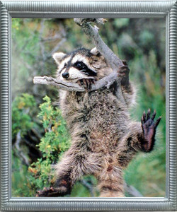Impact Posters Gallery Raccoon Kit Hanging Around The Tree Wild Animal Wall Decor Silver Framed Art Print Picture Impact Posters Gallery Raccoon Kit Hanging Around The Tree Wild Animal Wall Decor Silver Framed Art Print Picture