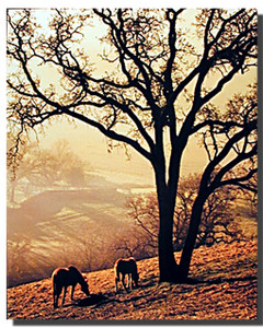 Grazing Horse Posters
