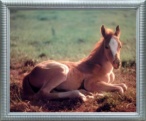 Impact Posters Gallery Horse Colt Wildlife Animal Wall Decor Silver Framed Art Print Picture Impact Posters Gallery Horse Colt Wildlife Animal Wall Decor Silver Framed Art Print Picture
