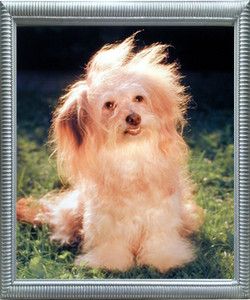 Framed Wall Decor Havanese Fluffy Dog Cute Puppy Animal Silver Framed Art Print Picture Framed Wall Decor Havanese Fluffy Dog Cute Puppy Animal Silver Framed Art Print Picture