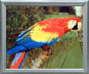 Impact Posters Gallery Red Macaw Parrot Bird Animal Kids Room Wall Decor Silver Framed Art Print Picture (20x24) Impact Posters Gallery Red Macaw Parrot Bird Animal Kids Room Wall Decor Silver Framed Art Print Picture (20x24)