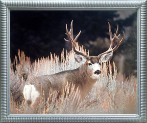 Wildlife Framed Wall Decoration Picture Large Mule Deer Big Antler Rack Silver Art Print (20x24) Wildlife Framed Wall Decoration Picture Large Mule Deer Big Antler Rack Silver Art Print (20x24)