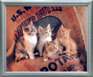 Framed Wall Decoration Picture Gunnie Sack Cute Kittens Funny Cat Kids Room Animal Silver Art Print Framed Wall Decoration Picture Gunnie Sack Cute Kittens Funny Cat Kids Room Animal Silver Art Print