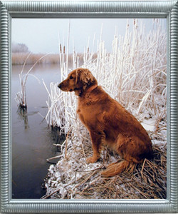 Impact Posters Gallery Golden Retriever Dog Animal Silver Framed Wall Decor Picture Art Print Impact Posters Gallery Golden Retriever Dog Animal Silver Framed Wall Decor Picture Art Print