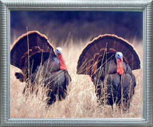 Framed Wall Decoration Pair of Wild Turkeys Animal Bird Hunting Silver Framed Art Print Picture (20x24) Framed Wall Decoration Pair of Wild Turkeys Animal Bird Hunting Silver Framed Art Print Picture (20x24)