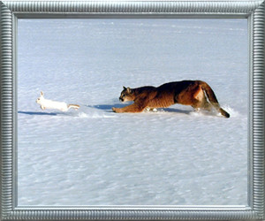 Framed Wall Decor Picture Cougar Chasing Rabbit in Snow Wildlife Animal Silver Art Print Framed Wall Decor Picture Cougar Chasing Rabbit in Snow Wildlife Animal Silver Art Print