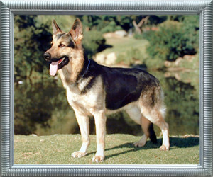 Impact Posters Gallery German Shepherd Dog Animal Silver Framed Wall Decoration Art Print Picture (20x24) Impact Posters Gallery German Shepherd Dog Animal Silver Framed Wall Decoration Art Print Picture (20x24)