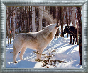 Impact Posters Gallery Grey and Black Wolf in Snow Wildlife Animal Silver Framed Wall Decoration Art Print Picture (20x24) Impact Posters Gallery Grey and Black Wolf in Snow Wildlife Animal Silver Framed Wall Decoration Art Print Picture (20x24)