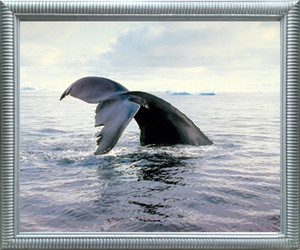 Framed Wall Decor Picture Ocean Humpback Whale Tail Breaching Sealife Underwater Animal Silver Art Print (20x24) Framed Wall Decor Picture Ocean Humpback Whale Tail Breaching Sealife Underwater Animal Silver Art Print (20x24)