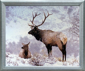 Impact Posters Gallery Large Bull Elk in Snow Wild Animal Silver Framed Wall Decoration Art Print Picture (20x24) Impact Posters Gallery Large Bull Elk in Snow Wild Animal Silver Framed Wall Decoration Art Print Picture (20x24)