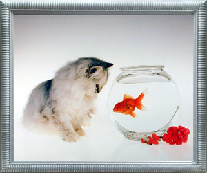 Impact Posters Gallery Cute Cat and Goldfish Funny Kitten Kids Room Silver Framed Wall Decor Picture Art Print Impact Posters Gallery Cute Cat and Goldfish Funny Kitten Kids Room Silver Framed Wall Decor Picture Art Print