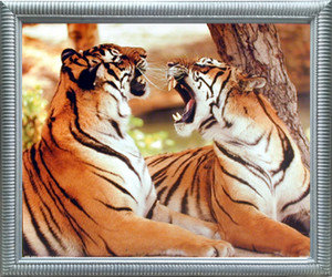 Impact Posters Gallery Tiger Pair Roaring Wildlife Animal Silver Framed Wall Decoration Art Print Picture(20x24) Impact Posters Gallery Tiger Pair Roaring Wildlife Animal Silver Framed Wall Decoration Art Print Picture(20x24)