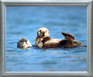 Framed Wall Decoration Sea Otter & Pup Baby Ocean Animal Silver Art Print Picture (18x22) Framed Wall Decoration Sea Otter & Pup Baby Ocean Animal Silver Art Print Picture (18x22)