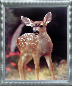 Framed Wall Decoration Whitetail Mule Deer Fawn Wild Animal Silver Framed Picture Art Print (20x24) Framed Wall Decoration Whitetail Mule Deer Fawn Wild Animal Silver Framed Picture Art Print (20x24)