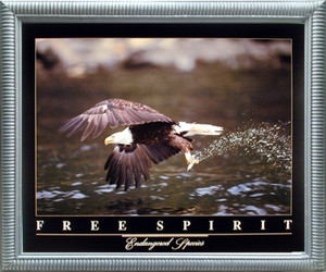 Impact Posters Gallery Bald Eagle Flying Over River Free Spirit Bird Silver Picture Art Print Framed Wall Decor (18x22) Impact Posters Gallery Bald Eagle Flying Over River Free Spirit Bird Silver Picture Art Print Framed Wall Decor (18x22)