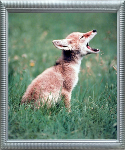 Impact Posters Gallery Coyote Pup Howling Wildlife Wall Decor Silver Framed Picture Art Print (18x22) Impact Posters Gallery Coyote Pup Howling Wildlife Wall Decor Silver Framed Picture Art Print (18x22)