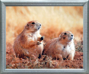 Impact Posters Gallery Cute Prairie Dogs Wild Animal Wall Decor Silver Framed Art Print Picture (18x22) Impact Posters Gallery Cute Prairie Dogs Wild Animal Wall Decor Silver Framed Art Print Picture (18x22)