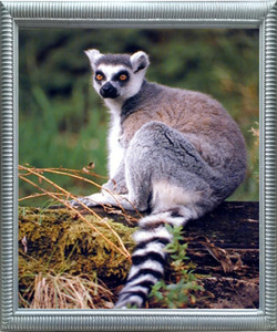 Impact Posters Gallery Ring Tailed Lemur Monkey Wild Animal Wall Decor Silver Framed Art Print Picture (20x24) Impact Posters Gallery Ring Tailed Lemur Monkey Wild Animal Wall Decor Silver Framed Art Print Picture (20x24)